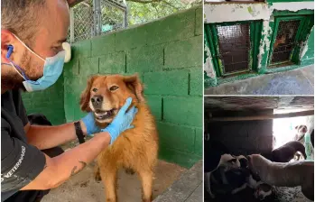 A la derecha algunas de las imágenes difundidas en redes sociales sobre una crisis en el Centro de Bienestar Animal La Perla. A la izquierda fotos difundidas por la Alcaldía de Medellín esta semana. FOTOS Cortesía