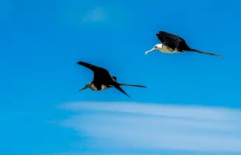 Las temperaturas extremas han reducido entre un 25 % y un 38 % promedio las colonias de aves tropicales. Foto Juan Antonio Sánchez. 
