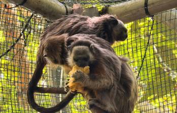 Dos de los monos tití liberados, tras un año de pasar por diferentes etapas de recuperación y readaptación. FOTO: Cortesía Área Metropolitana del Valle de Aburrá