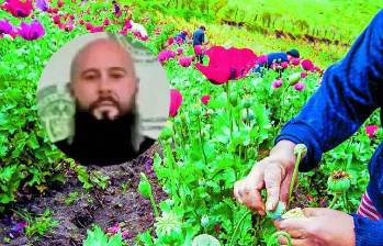 Un cultivo de la flor de amapola, de la cual se produce la morfina para fabricar la heroína; apenas da dos cosechas anuales, mientras que la coca puede dar seis, de acuerdo con las autoridades. FOTO Juan Antonio Sánchez
