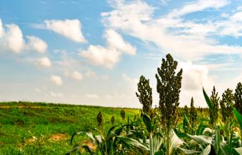 Sembrar propósito, cosechar futuro: el impacto positivo de Grupo Bios 