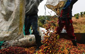 El proceso de adaptación a la regulación de la Unión Europea, que marca un hito para la caficultura colombiana, se viene adelantando con la Federación de Cafeteros y el Ministerio de Comercio Foto: Manuel Saldarriaga