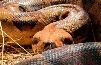 Las serpientes, lejos de ser maléficas, resultan controladoras de plagas. FOTO: CORTESÍA Las serpientes, lejos de ser maléficas, resultan controladoras de plagas. FOTO: CORTESÍA