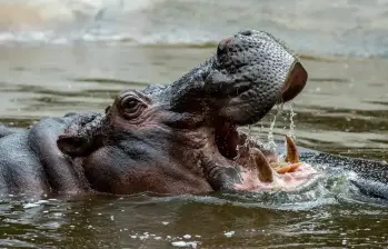 Hipopótamos en el Magdalena Medio. Foto: EL COLOMBIANO