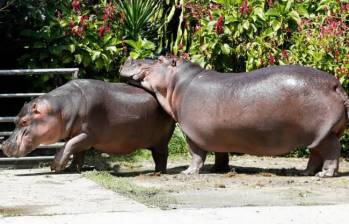 Hipopótamos. Foto de referencia: El Colombiano-Manuel Saldarriaga