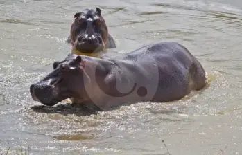 Hipopótamos en el Magdalena Medio se convierten en una amenaza para las personas y otras especies. Foto: Esteban Vanegas