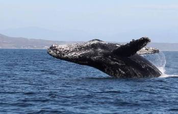 Las ballenas jorobadas emiten sonidos suaves y calmados, similares a ronroneos, para comunicarse entre sí. FOTO Colprensa