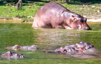 Desde que Pablo Escobar trajo los primeros hipopótamos desde Estados Unidos hace 40 años, ningún gobierno ha sido capaz de volver a montar a otro de estos individuos en un avión. FOTO Juan Antonio Sánchez
