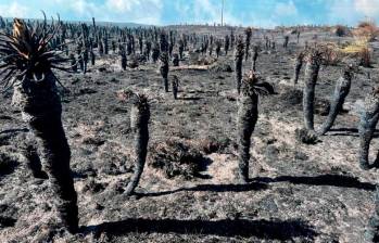 Bajo amenaza: incendios arrasan con biodiversidad