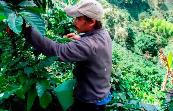 La producción cafetera cayó 5% en abril de 2025. FOTO EL COLOMBIANO. 
