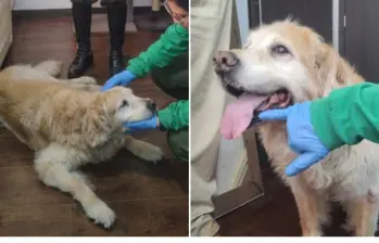 Los exámenes médicos a la Golden retriever rescatada fueron practicados por el Instituto Distrital de Protección y Bienestar Animal (IDPYBA). FOTO: ALCALDÍA DE BOGOTÁ Los exámenes médicos a la Golden retriever rescatada fueron practicados por el Instituto Distrital de Protección y Bienestar Animal (IDPYBA). FOTO: ALCALDÍA DE BOGOTÁ