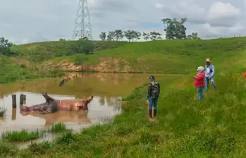 El cadáver del hipopótamo fue recuperado para adelantar los análisis forenses correspondientes. FOTO: CORTESÍA CORNARE