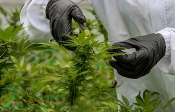El uso medicina de cannabis en Colombia podría mover cerca de 20,2 millones de dólares este año. FOTO JUAN ANTONIO SÁNCHEZ. 