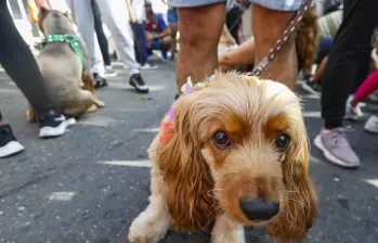 Atento si va a sacar el carro el fin de semana: estos son los cierres viales que se avecinan por la Feria de las Flores