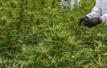 Este es el decreto que prepara el Gobierno Petro para legalizar la venta de cannabis medicinal