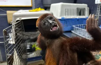 El mono aullador fue atendido por veterinarios de Corantioquia pero sus heridas se agravaron hasta provocarle la muerte. FOTO: Corantioquia