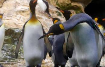 El pingüino Emperador es una de las especies más carismáticas de la fauna actual. Esto quiere decir que son apreciados por los seres humanos. Foto: getty. 