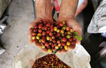 Un tercio del café sin tostar que se consume en EE. UU. proviene normalmente de Brasil. FOTO: Colprensa.