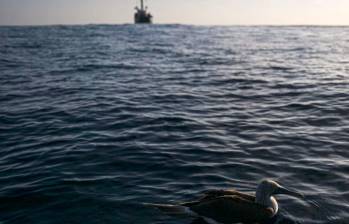 Crear una reserva marina en Islas Galápagos significa crear corredores marinos que salvaguarden la especies allí presentes. Foto: AFP.