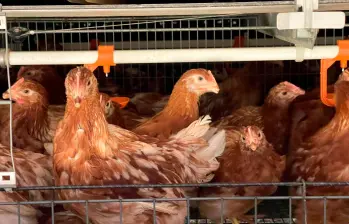  Granja Avícola Kakaraka es la primera en tratar bien a las gallinas. FOTO CORTESÍA ICA. 