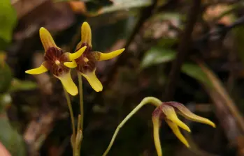 La Pleurothallis maitamae, orquídea inédita descubierta en el páramo de Sonsón, crece entre los 2.600 y 3.300 metros de altitud. FOTO cortesía Cornare