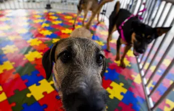 Colombia incorporará la protección animal a la política nacional de educación. Foto: Julio César Herrera Echeverri. Colombia incorporará la protección animal a la política nacional de educación. Foto: Julio César Herrera Echeverri.