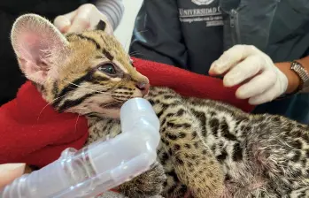 La pequeña ocelote, de tan solo 4 meses, que fue separada de su madre y su entorno. FOTO: Cortesía Área Metropolitana La pequeña ocelote, de tan solo 4 meses, que fue separada de su madre y su entorno. FOTO: Cortesía Área Metropolitana