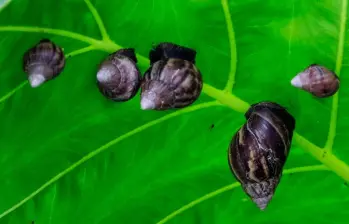 El caracol africano se reproduce con facilidad, lo cual implica una capacidad amplia para copar áreas grandes con rapidez. FOTO: JULIO CÉSAR HERRERA