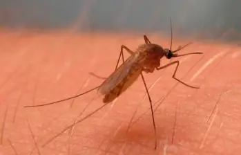 Los mosquitos son además transmisores de enfermedades. Este es el Culex pipiens, mosquito del virus del Nilo Occidental en América del Norte. FOTO Colprensa / Europa Press