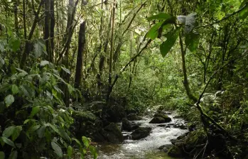 Con el pago por servicios ambientales el Distrito busca impulsar la preservación de los ríos y quebradas. FOTO: Cortesía Alcaldía