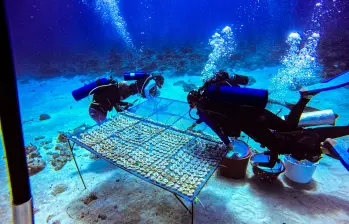 Fragmentos de coral adheridos a “galletas” de vidrio reciclado y cemento, en una guardería submarina en San Andrés. FOTOS cortesía