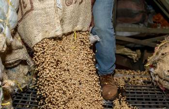 De acuerdo con cifras suministrada por la Federación Nacional de Cafeteros la carga de 125 kilos de café se paga hoy en promedio en las diferentes zonas del país a $2,89 millones. FOTO Juan Antonio Sánchez