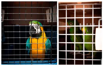 Estas fueron las aves halladas y luego trasladadas a un centro de rehabilitación animal. FOTOS: Cortesía Área Metropolitana