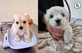 Ella es Mili, busca familia. FOTO: Adopta con responsabilidad