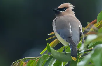 Una de las fotos tomadas al pájaro de las alas de cera. FOTO: Cortesía Juan David López Fernández