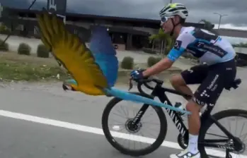 En medio del ataque le habrían arrancado dos plumas de su cola y le causaron lesiones de consideración. Foto: Captura de video/Redes Sociales. 