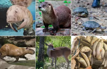 Manatí y otras especies en peligro por hipopótamos en el Magdalena Medio