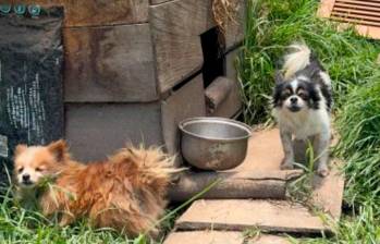 20 perritos se encontraban en las peores condiciones en esta finca de El Carmen de Viboral. FOTO: CORTESÍA