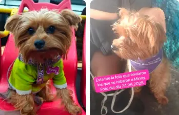 Esta es la perrita de raza yorkshire llamada “Miny” que está perdida en Bogotá. FOTO CORTESÍA