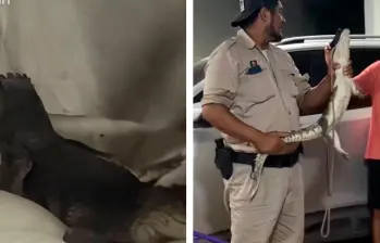 El animal salvaje fue retirado de la vivienda y devuelto a su hábitat natural. FOTO CAPTURA DE VIDEO