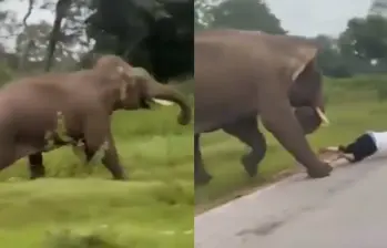 Los hechos quedaron grabados video donde se puede apreciar el accidente con el elefante. Imagen: captura de video.