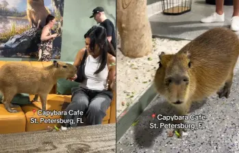 El café cuenta actualmente con 12 capibaras, todos provenientes de rescates o entregados por zoológicos. Foto: rede sociales.