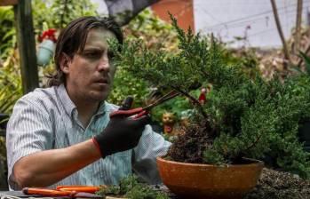 Damián Castillo es un maestro bonsaísta y un botánico formado desde sus experiencias de la niñez. Llegó a Medellín a perseguir un nuevo proyecto de vida y creó Ave del Paraíso junto con su pareja FOTO: Julio Herrera