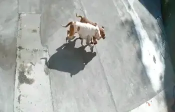 Los dos animales, cuyo dueño se presume vive en el sector, causaron muerte a su paso el pasado 11 de agosto. IMAGEN TOMADA DEL VIDEO