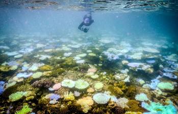 La protección y conservación de la Gran Barrera de Coral requiere acciones coordinadas a nivel global, incluyendo la reducción de las emisiones de gases de efecto invernadero y la implementación de estrategias de adaptación y mitigación. Foto: GETTY