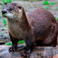 La nutria neotropical está en estado vulnerable en Colombia por la fragmentación de sus ecosistemas. FOTO: CORTESÍA