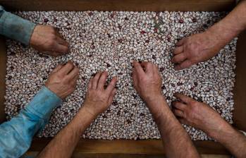 La producción de fríjol Cargamanto, cultivo emblemático del oriente antioqueño, ha tenido altibajos asociados a la variabilidad climática. FOTO Manuel Saldarriaga