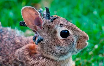 Autoridades informaron que los conejos tiene el virus del papiloma del conejo cola de algodón que se transmite a través de la picadura de insectos. Foto Education Images/Universal Images Group, vía Getty Images. 