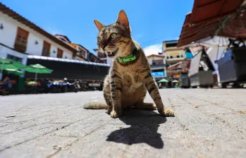 ¿Tu gato entiende cuando le hablas?