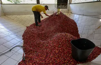 Según Coffee Watch, el 99% de las exportaciones de café de los países productores son granos crudos, de bajo valor y sin procesar. FOTO Manuel Saldarriaga